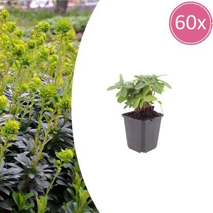 Buitenplant 60x Euphorbia amygdaloides robbiae - Pot Ø 9cm Hoogte ↕ 10-25cm
