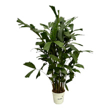 Kamerplant - Caryota Mitis - Pot Ø 21cm Hoogte ↕ 120cm