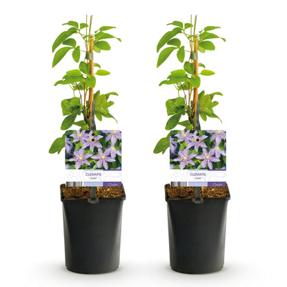 Buitenplant 2x Clematis 'Justa' - Klimplant - Bloeiend - Pot Ø 11cm Hoogte ↕ 40cm