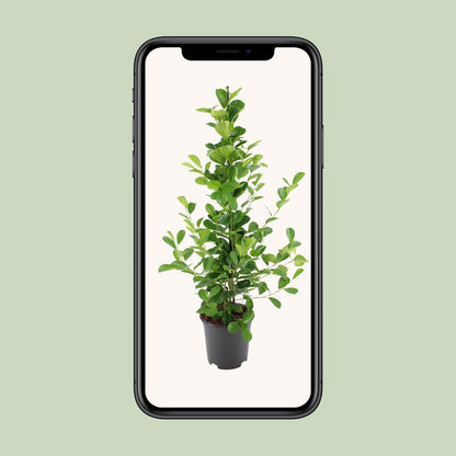 Kamerplant - Ficus microcarpa Moclame - Pot Ø 21cm Hoogte ↕ 95cm