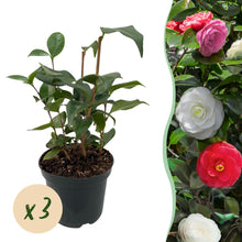 Buitenplant 3x Camellia japonica 'Tricolour' - Bloeiend - Pot Ø 15cm Hoogte ↕ 30cm