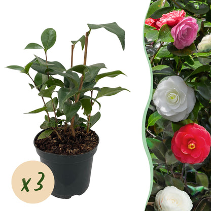 Buitenplant 3x Camellia japonica 'Tricolour' - Bloeiend - Pot Ø 15cm Hoogte ↕ 30cm