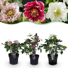 Buitenplant 3x Helleborus orientalis Double Tricolour - Bloeiend - Pot Ø 14cm Hoogte ↕ 35cm