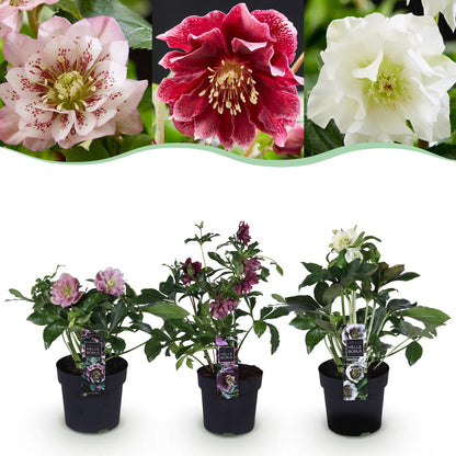 Buitenplant 3x Helleborus orientalis Double Tricolour - Bloeiend - Pot Ø 14cm Hoogte ↕ 35cm