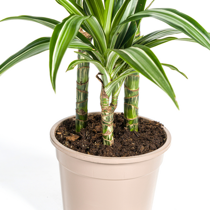 Kamerplant - Dracaena Deremensis White Stripe - Luchtzuiverend - Pot Ø 21cm Hoogte ↕ 90-110cm