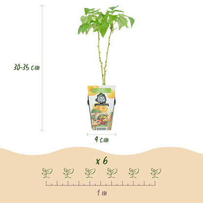 Buitenplant 3x Rubus idaeus 'Fallgold' - Gele Framboos - Winterhard - Pot Ø 9cm Hoogte ↕ 25cm