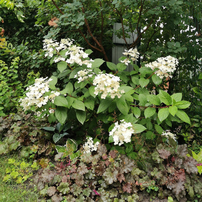 Buitenplant - Hydrangea panniculata 'Wims Red' - Bloeiend - Pot Ø 17cm Hoogte ↕ 50cm