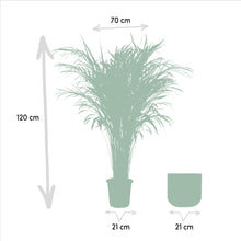 XL Kamerplant - Areca Palm - Pot Ø 21cm Hoogte ↕ 110cm