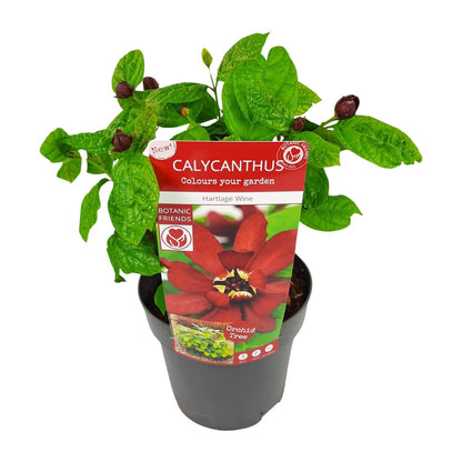 Buitenplant - Sinocalycanthus 'Hartlage Wine' - Bloeiend - Pot Ø 19cm Hoogte ↕ 30cm