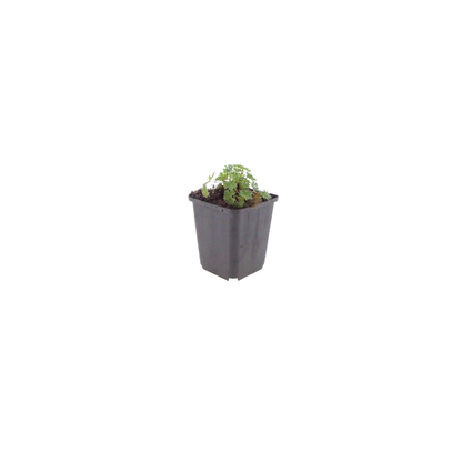 Buitenplant 6x Geranium cin. 'Ballerina' - Bloeiend - Pot Ø 9cm Hoogte ↕ 10-25cm