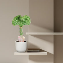 Kamerplant - Euphorbia lactea Cristata groen - Pot Ø 12cm Hoogte ↕ 35cm