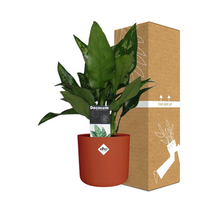 Kamerplant - Aglaonema Maria - Pot Ø 14cm