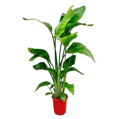 Kamerplant - Strelitzia Nicolai - Pot Ø 17cm Hoogte ↕ 80-100cm