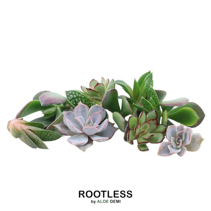 Kamerplant - Echeveria Mini Mix Box - Zonder Wortels