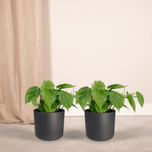 Kamerplant 2x Philodendron Scandens - Pot Ø 12cm Hoogte ↕ 15cm