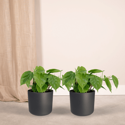 Kamerplant 2x Philodendron Scandens - Pot Ø 12cm Hoogte ↕ 15cm