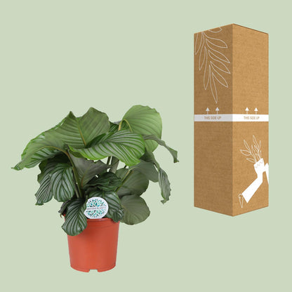 Kamerplant - Calathea Orbifolia - Pot Ø 21cm Hoogte ↕ 65cm