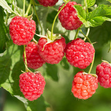 Buitenplant 2x Rubus Mailing Promise - Framboos Rode Vrucht - Pot Ø 11cm Hoogte ↕ 40cm