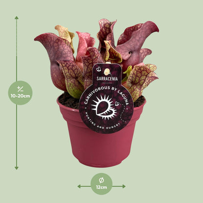Kamerplant - Sarracenia - Vleesetend - Pot Ø 12cm Hoogte ↕ 20cm