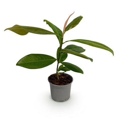 Buitenplant - Magnolia grandiflora - Bloeiend - Pot Ø 12cm Hoogte ↕ 30cm