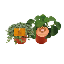 Kamerplant 2x Pilea Duo - 2 stuks - Pot Ø 10.5cm Hoogte ↕ 15cm