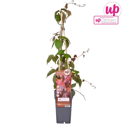 Buitenplant - Parthenocissus tricuspidata 'Veitch Boskoop' - Pot Ø 15cm Hoogte ↕ 65cm