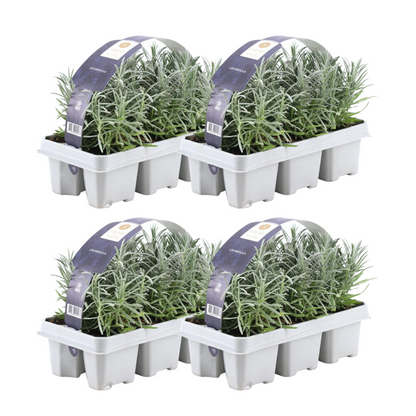 Buitenplant 4x 6 pack Lavendel angustifolia - Bloeiend - Pot Ø 7cm Hoogte ↕ 15cm