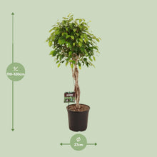 XL kamerplant - Ficus Benjamina Exotica - Pot Ø 27cm Hoogte ↕ 120cm
