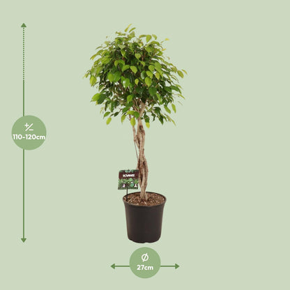 XL kamerplant - Ficus Benjamina Exotica - Pot Ø 27cm Hoogte ↕ 120cm