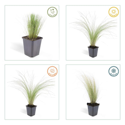 Buitenplant 60x Stipa tenuissima 'Ponytails' - Pot Ø 9cm Hoogte ↕ 10-25cm