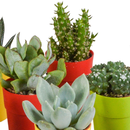 Kamerplant 15x Cactus en vetplanten mix - in gekleurde plasticpot - Pot Ø 5,5cm