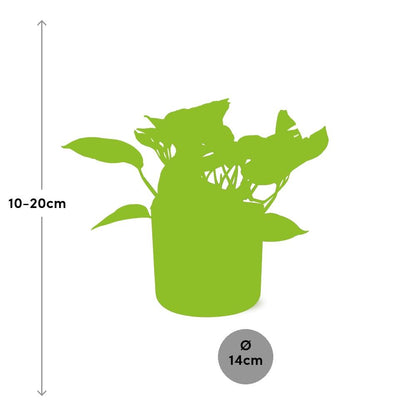 Kamerplant - Scindapsus (Epipremnum) Marble Queen - Pot Ø 14cm