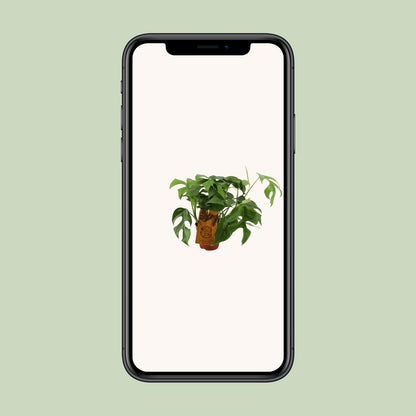 Kamerplant - Monstera Minima - Pot Ø 12cm Hoogte ↕ 30cm