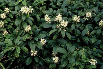 Buitenplant 24x Pachysandra terminalis 'Green Sheen' - Bodembedekker - Pot Ø 9cm Hoogte ↕ 10-25cm