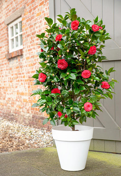 Buitenplant - Camellia japonica 'Black Lace' - Bloeiend - Pot Ø 19cm Hoogte ↕ 65cm