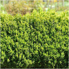 Buitenplant 6x Buxus Sempervirens haag - Winterhard - Pot Ø 12cm Hoogte ↕ 20cm