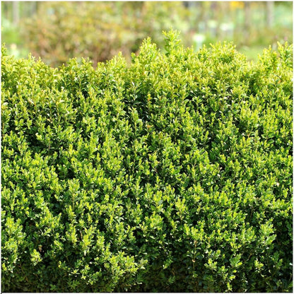 Buitenplant 6x Buxus Sempervirens haag - Winterhard - Pot Ø 12cm Hoogte ↕ 20cm