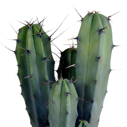 Kamerplant - Myrtillocactus geometrizans - Hoogte ↕ 17cm