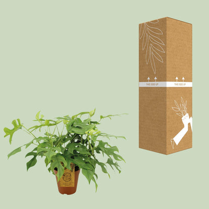 Kamerplant - Monstera Minima - Pot Ø 15cm Hoogte ↕ 40cm