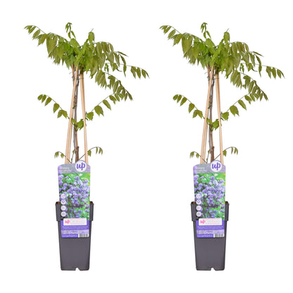 Buitenplant 2x Wisteria floribunda 'Black Dragon' - Bloeiend - Pot Ø 15cm Hoogte ↕ 65cm