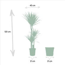 XL kamerplant - Dracaena - Pot Ø 21cm Hoogte ↕ 120cm