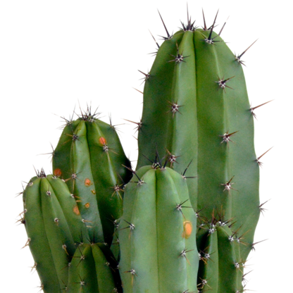 Kamerplant - Polaskia chula - Pot Ø 12cm