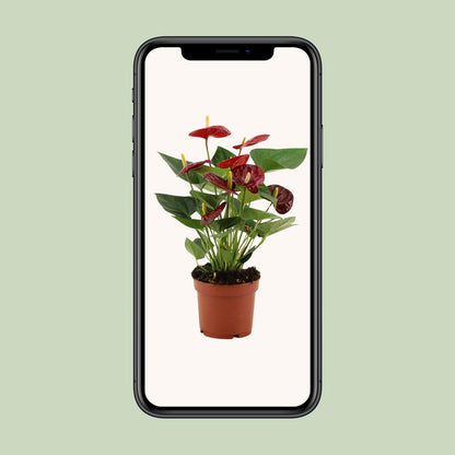 Kamerplant - Anthurium Calon - Pot Ø 12cm Hoogte ↕ 36cm