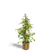 Kamerplant - Ficus benjamina Goldenking - Inclusief sierpot - Pot Ø 21cm Hoogte ↕ 95cm