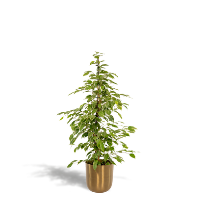 Kamerplant - Ficus benjamina Goldenking - Inclusief sierpot - Pot Ø 21cm Hoogte ↕ 95cm