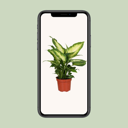 Kamerplant - Dieffenbachia Camilla - Pot Ø 12cm Hoogte ↕ 35cm