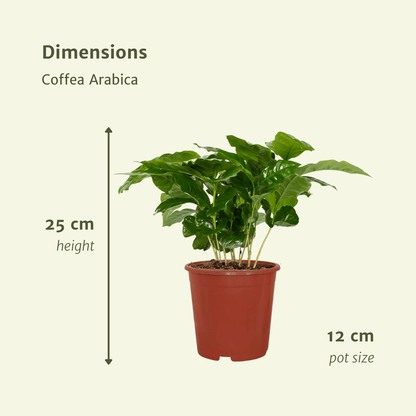 Kamerplant 2x Coffea Arabica - Pot Ø 12cm Hoogte ↕ 25cm