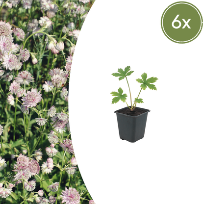 Buitenplant 6x Astrantia major - Bloeiend - Pot Ø 9cm Hoogte ↕ 10-25cm