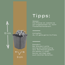 Buitenplant 60x Anaphalis triplinervis - Bloeiend - Pot Ø 9cm Hoogte ↕ 10-25cm