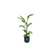 Kamerplant - Strelitzia Nicolai inclusief Sierpot Blauw Ø22 - Hoogte ↕ 100cm